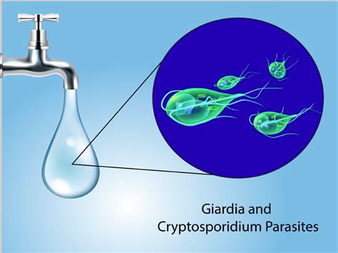  Cryptosporidium! A Microscopic Menace Lurking in Water Sources