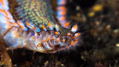  Jaw Worm: Explore the Fascinating World of This Colorful Underwater Explorer!