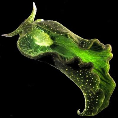  Elysia!  This Amazing Sea Slug Steals Chloroplasts for Its Own Survival