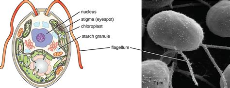 Leptomonas: Bir Kızıl Alg Çekirdeği İçinde Yüzmeye Hazır Mı?