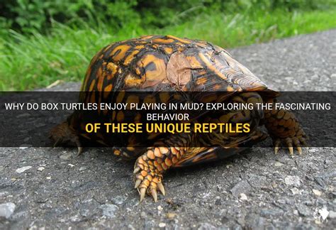  Mud Turtle! Exploring the Fascinating World of These Adorable Aquatic Reptiles