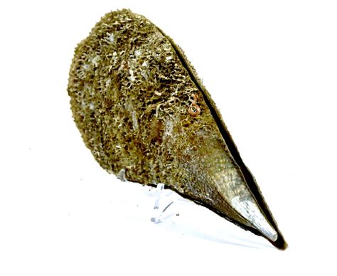  Pen shell! Exploring These Bivalves That Are Masters Of Camouflage And Deep-Sea Dwellers