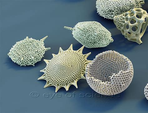  Radiolarians!  Tiny Organisms That Build Exquisite Skeletons Out of Silica