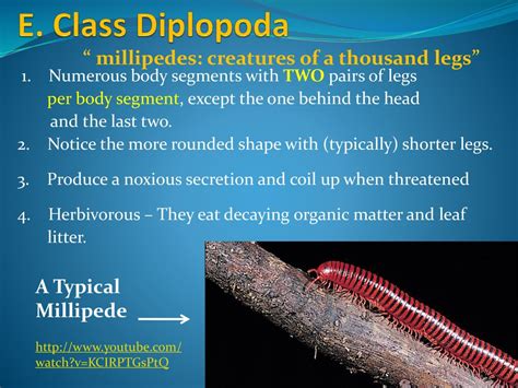 Tetracheirid Diplopoda: A Wonderous Creature with Thousands of Legs Exploring Earth's Hidden Depths!