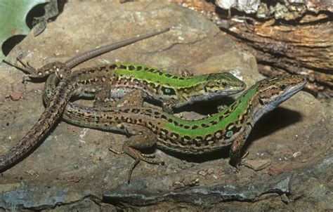 Wall Lizardı: Çölün Ateşli Kalbiyle, Kayalıkların Gizemli Hırsızı!