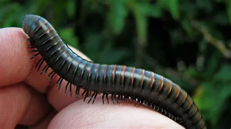 Woolly Millipede: Can This Many-Legged Wonder Help Us Understand Our World Better?