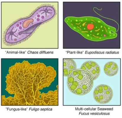  Yellowamoeba:  Bir Protista Devri, Değişken Şekillerle Dolup Taşan Küçük Bir Evren!