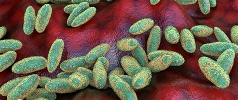  Yersinia Pestis: Bir İncil Vuruşu ile Dünyayı Sarsan Küçük Bir Parazit! 