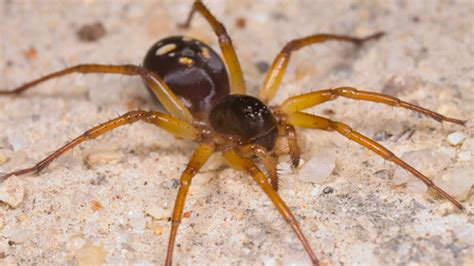   Zodariidae Örümcekleri: Toprakta Ulaşılmaz Bir Usta ve Avcı!